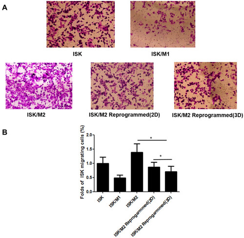 Figure 6 Reprogram M2 macrophages inhibited cell migration in a Transwell assay. The stained cells that accumulating at the bottom side of the Transwell membrane observed under a microscope (A). Quantification of the migrating cancer cells in different models (B). Scale bar:100μm. Data are presented as means ± standard deviations (n = 3). *p < 0.01.