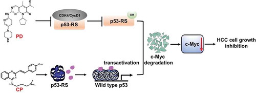 Figure 7. The model for the mechanisms underlying the p53-RS-dependent synergistic antitumor effect of PD and CP in combination.As a CDK4 inhibitor, PD inhibits the phosphorylation of p53-RS by CDK4/Cyclin D1 as previously shown.Citation21 In doing so, this inhibitor can overcome the activation of c-Mcy by p53-RS via promoting its degradation. Also, the mutant p53 converter compound CP rescues native conformation and transcriptional transactivation activity of p53-RS. The sum outcome of the co-treatment of p53-RS-bearing HCC cells with the two compounds is the more significant reduction of c-Myc level and activity, consequently suppressing HCC cell proliferation and growth in a p53-RS-dependent manner.