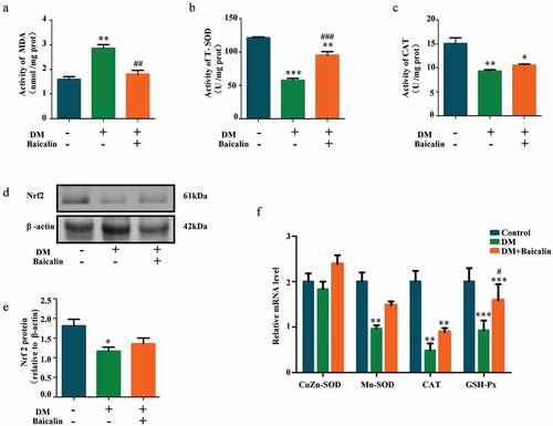 Figure 4. Assessments of oxidative stress in renal tissues of diabetic mice with baicalin treatment