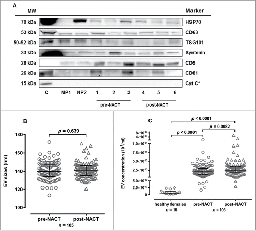 Figure 1. EV characterization by western blot and nanoparticle tracking analysis. (A) EV marker expression analysis for HSP70, CD63, TSG101, Syntenin, CD9, CD81, Cytochrome C (Cyt C) in EV fractions from two healthy persons (NP1, NP2), three BC patients pre-NACT (1-3) and post-NACT (4-6). In all analyses, HEK cell culture supernatant derived EVs served as positive control, for Cyt C detection MCF-7 cell lysate (*) was used as control. (B) The EV size [median (interquartile range) nm] did not differ pre- and post-NACT (Mann-Whitney test). (C) Healthy females presented lower EV levels [median (interquartile range) 109/ml] compared to BC patients pre- and post-NACT. EV levels increased post-NACT in BC patients (Mann-Whitney test).