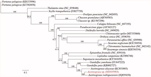 Figure 1. Phylogenetic tree of Austinograea sp. and other mitochondrial genomes from Eubrachyura based on mitochondrial PCGs.