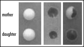 Figure 4 Segregation of ψ+ and ψ- in mother-daughter pairs taken from a culture growing in guanidine hydrochloride in which only 67% of the cells remained ψ+ . Budded cells were selected by micromanipulation on a YEPD agar plate and the daughter bud separated from the mother, each being left to grow into a colony at a marked place on the plate. The third pair illustrates segregation of ψ+ from ψ- both in the chosen pair of cells and at the next division of the mother cell. It is evident that the ψ+ prion remained in the mother at the first division, as it did in 93% of the mother daughter pairs taken from this culture.