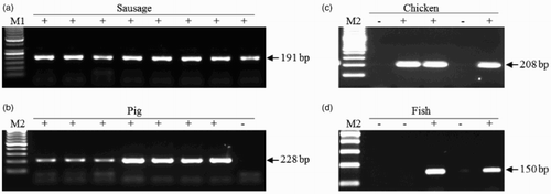 Figure 2. PCR amplification patterns in sausage DNA samples. (A) A universal primer set 3sp_COI_F and 3sp_COI_R; (B) pig-specific Pig_CYTB_F and CYTB_R; (C) chicken-specific Gal_CYTB_F and Gal_CYTB_R; (D) fish-specific Fish_mtF and Fish_mtR. + and − indicate the presence and absence of the meat product on the labels of the sausages, respectively. M1 and M2 are DNA size markers, 50-bp and 100-bp ladder, respectively.
