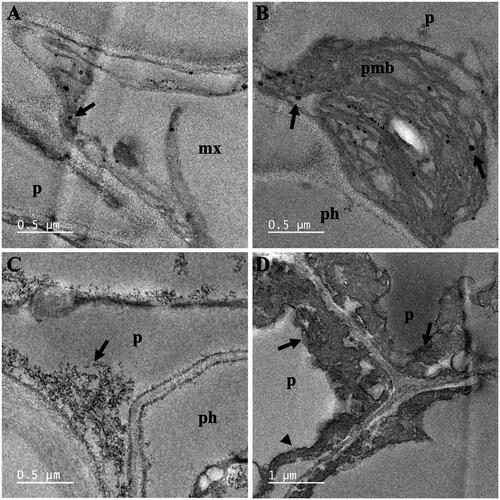 Figure 6. TEM images of vascular cells of A. pinnata roots: (A,B) Fe(NO3)3 treatment, and (C,D) Fe(NO3)3 and Ni(NO3)2 treatments. Abbreviations: mx: metaxylem; p: pericycle; ph: phloem; pmb: paramural body. Arrows and arrow heads indicated nanoparticles and plasmolysis, respectively.
