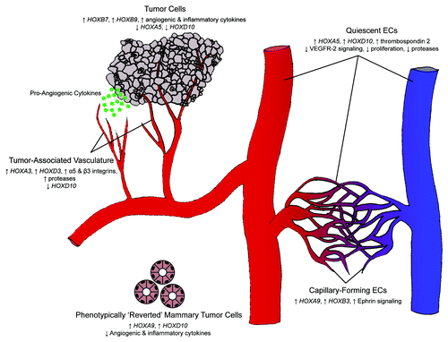 Figure 2. Hox gene control of the angiogenic switch. Differential expression of Hox genes is key in transitioning between homeostasis and angiogenesis. During homeostasis, HOXA5 and HOXD10 upregulate anti-angiogenic cytokines and inhibit pro-angiogenic signals, thereby maintaining a quiescent endothelial phenotype. Tumor cells can initiate an angiogenic response as a result of a change in Hox gene expression. Loss of HOXA5 and HOXD10 expression (along with the upregulation of HOXB7 and HOXB9) leads to the secretion of pro-angiogenic and pro-inflammatory cytokines. Responsive ECs subsequently downregulate the expression of HOXD10 and upregulate the expression of HOXA3 and HOXD3, thereby assuming an invasive phenotype. Tumor-associated endothelium maintains this invasive phenotype, whereas normal angiogenesis is an ordered process that concludes with a closed capillary network. ECs undergoing capillary morphogenesis express HOXA9 and HOXB3 and are phenotypically distinct from their invasive counterparts.