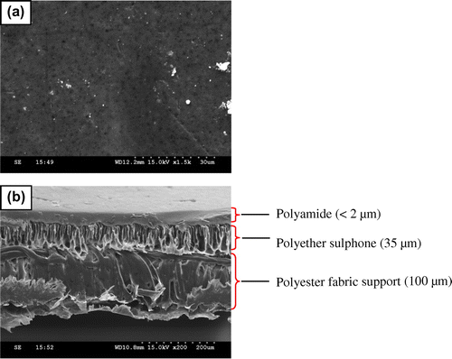 Figure 7. SEM images of composite NF membrane (a) surface and (b) cross section.