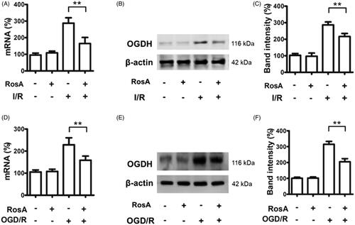 Figure 8. RosA reduced ogdh mRNA and protein levels. (A) RosA reduces ogdh mRNA levels in myocardial I/R area in mice. (B) RosA reduces OGDH protein levels in myocardial I/R area in mice. (C) Statistical results of RosA reducing OGDH protein levels in myocardial I/R area in mice. (D) RosA reduces ogdh mRNA levels after OGD/R injury in cells. (E) RosA reduces OGDH protein levels after OGD/R injury in cells. (F) Statistical results of RosA reducing OGDH protein levels after OGD/R injury in cells. Data are expressed as the mean ± S.D. (n = 3). Significance was determined by ANOVA followed by Tukey’s test. **p < 0.01 vs. Vehicle + I/R or Vehicle + OGD/R.