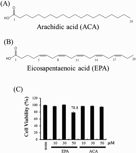 Figure 1. The structure of EPA and ACA. (A) EPA structure. (B) ACA structure. (C) RAW264.7 cells were treated with EPA (10, 30, 50 μM) or ACA (10, 30, 50 μM) for 4 h. Twenty microliters of the CellTiter 96® AQueous One Solution Reagent was added directly to culture wells. The plate was incubated at 37°C for 4 h in a humidified, 5% CO2 atmosphere. The absorbance was recorded at 490 nm with a 96-well plate reader. Veh, vehicle; EPA, eicosapentanoic acid; ACA, arachidic acid.
