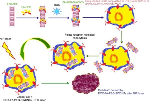 Figure 6 Schematic image of the modification of SWCNTs with the antitumor drug DOX for targeting and accelerated destroying of breast cancer.Abbreviations: DOX, doxorubicin; FA, folic acid; PEG, poly(ethylene glycol); SWCNTs, single-walled carbon nanotubes; NIR, near-infrared.