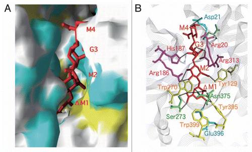Figure 6 Structure of the cleft in the alginate-binding protein AlgQ2. (A) Molecular surface in the binding cleft (yellow, aromatic residues; cyan, positively-charged residues). (B) Alginate-binding site. Red sticks indicate unsaturated alginate tetrasaccharide.