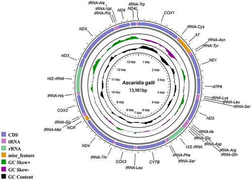 Figure 2. Mitochondrial genome map of Ascaridia galli constructed in this study.