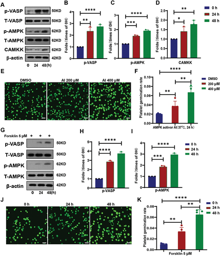 Figure 3. Activation of AMPK promotes sporulation of platelets.