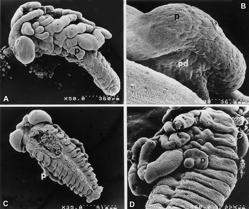 Figure 1. SEM micrographs ofE. plorans and A. thalassinus embryos at various stages of development. A,B, E. plorans stage 4, phase c. A, 50×; B, 500×. C, E. plorans stage 6 (35×). D, A. thalassinus stage 6 (80×). Abbreviations: p, pleuropodium; pd, conecting peduncle.