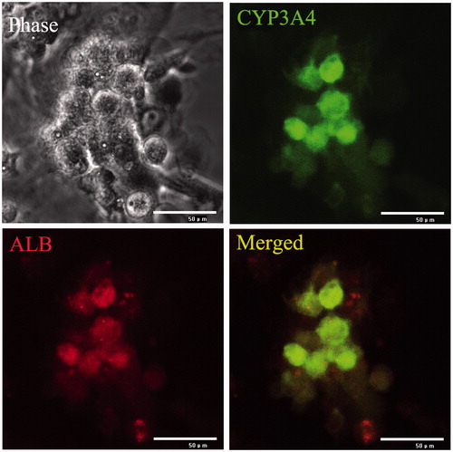 Figure 4. Identification surface markers of hepatocyte using immunoflourescence staining. Hepatocytes are the chief functional cells of the liver and perform an astonishing number of metabolic, endocrine, and secretory functions. ALB functions primarily as a carrier protein for steroids, fatty acids, and thyroid hormones and plays a role in stabilizing extracellular fluid volume. CYP3A4 is an important enzyme in the body, mainly found in the liver and in the intestine, which is a member of the cytochrome P450 superfamily of enzymes. The cytochrome P450 proteins are monooxygenases that catalyze many reactions involved in drug metabolism and synthesis of cholesterol, steroids, and other lipids components. Immunoflourescence staining result showed that ALB and CYP3A4 ware double positive in hepatocytes derived from ADSCs.