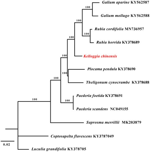 Figure 1. The maximum likelihood (ML) tree based on complete plastid genome sequences from 10 species within the subfamily of Rubioideae. Luculia grandifolia (KY378705) and Coptosapelta flavescens (KY3787049) were used as outgroups. The bootstrap support values with 1000 replicates are shown at each node.