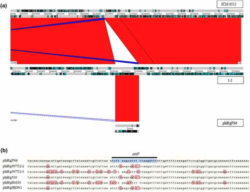 Figure 5. Lysogenetisation of R. gnavus JCM 6515T by Ruminococcus phage phiRgps6. (a) Genome alignment visualised with the Artemis Comparison Tool (ACT) of the wild-type (WT) R. gnavus JCM 6515T versus a clone 1–1 lysogenised by Ruminococcus phage phiRgps6, as well as the genome of the phage phiRgps6. Locations of direct homology (as determined with BLASTn) between aligned genomes are indicated with areas of red. (b) Genome alignment of the attP of Ruminococcus phage phiRgps6 with the other five Ruminococcus phages in this study, illustrating sequence diversity of potential attP sites among their genomes.