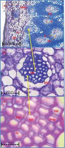 Figure 2. Optical microscopic transverse sectional view of Furcraea selloa K.Koch leaf– (a) 20x (c) 40x and (d) 80X (PrW- Primary Wall, BSC-Bundles Sheath Cell,FiB- Fibre Bundle, X- Xylem, Ph- Phloem,GP- Ground Parenchyma,VAB-, Ph-Phloem, CL- Cell Lumen, SW- Secondary Wall, PW- Primary Wall).