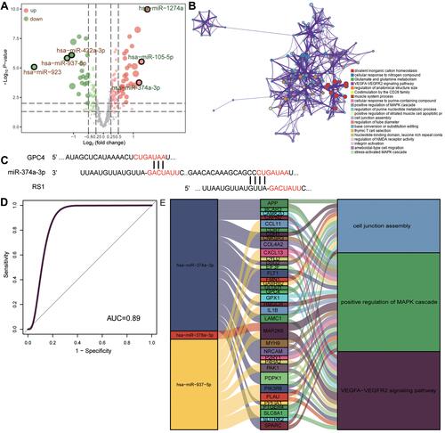 Figure 7 Network of miRNAs that regulate COPD-associated mRNAs. (A) Differentially expressed miRNAs between COPD and controls in the GSE38974 dataset. Red dots indicate upregulated expression; green dots, downregulated expression. (B) The biological functions of target module genes enriched. (C) Predicted sites on the GPC4 and RS1 mRNAs where miR-374a-3p binds, based on Targetscan. (D) Receiver operating characteristic curve assessing the ability of miR-374a-3p to predict COPD. (E) Sankey map of miRNAs and the mRNAs that they regulate, together with the KEGG pathways in which they are involved.