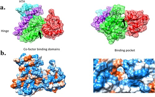 Figure 4. Modelling the structure of BP0983 identifies a putative hydrophobic channel. (a) A model of the structure of the LysR transcriptional regulator, BP0983, using I-Tasser (default settings), based on a number of similar proteins including CrgA (PDB: 3hhgE) [Citation22], with a C-score of 0.65. The structure comprises a helix-turn-helix DNA binding domain (blue), a hinge domain (purple), and two co-factor binding domains (green and red). The LysR co-factor binding site is found between the two co-factor binding domains. (b) Mapping of hydrophobic amino acids (red) reveals that the co-factor binding region contains a channel lined by hydrophobic amino acids that could be compatible with binding fatty acids such as palmitate.