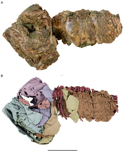 Figure 3. Skull and abdomen of †Iridopristis parrisi in left lateral view. Holotype (NJSM GP12145), Hornerstown Formation, early Paleocene (Danian), New Jersey, USA. A, specimen photograph and B, rendered µCT model. Skeletal regions highlighted as follows: neurocranium (pink), suspensorium (purple), circumorbitals (coral), jaws (light blue), opercles (light orange), ventral hyoid (light green), gill skeleton (dark green), pectoral girdle (yellow), abdominal scales (dark orange), vertebral column (red). Arrow indicates anatomical anterior. Scale bar represents 5 cm.