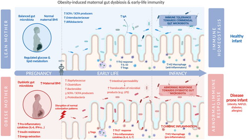Figure 3. Impact of maternal cardiometabolic disease and gut dysbiosis on early-life immunity (created with BioRender).