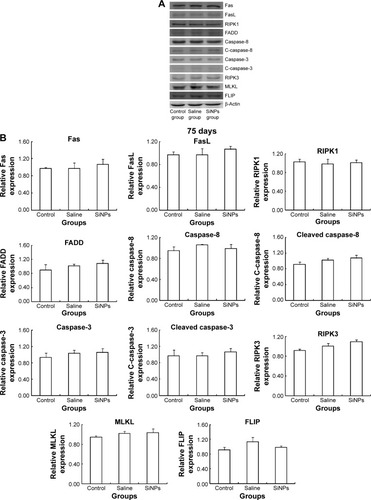 Figure 8 The effects of SiNPs on the expression of proteins in RIPK1 signal pathway at 75 days.Notes: (A) The expression of RIPK1/FADD/caspase-8/cleaved caspase-8/caspase-3/cleaved caspase-3 and RIPK3/MLKL were measured by Western blot assay. (B) Relative densitometric analysis of protein bands were presented. After stopping exposure to SiNPs for 30 days, the effect of SiNPs on the expressions of RIPK1/FADD/caspase-8/cleaved caspase-8/caspase-3/cleaved caspase-3 and RIPK3/MLKL disappeared. Data are expressed as the mean ± standard error from three independent experiments. The data indicated that the effects of SiNPs on the expression of protein in the RIPK1 signal pathway disappeared after stopping exposure to SiNPs.Abbreviations: SiNPs, silica nanoparticles; FasL, Fas ligand; C-caspase-8, cleaved caspase-8; C-caspase-3, cleaved caspase-3.