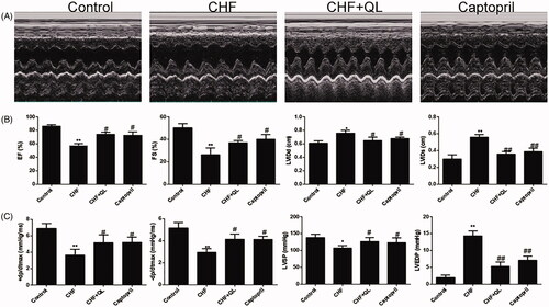 Figure 1. QL restored cardiac function in DOX-induced CHF. (A) M-mode echocardiographic images of each treatment group. (B) Cardiac function was determined by EF, FS, LVIDd and LVIDs and compared among the different groups by echocardiography. (C) Comparison of the hemodynamic parameters LVSP, LVEDP, +dp/dtmax and − dp/dtmax among different groups after QL treatment. *p < 0.05, **p < 0.01 vs. control group. #p < 0.05, ##p < 0.01 vs. CHF group.