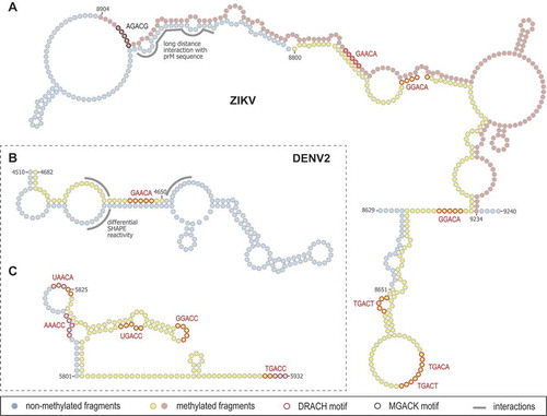 Figure 3. Examples of ZIKV and DENV structural elements with m6A consensus motifs. (A) Two contiguous m6A-containing regions in the NS5 coding sequence of ZIKV MR766 genome (yellow and light pink circles) were identified in the reported secondary structure [Citation14,Citation21,Citation121,Citation123]. The nucleosides in predicted DRACH and MGACK m6A consensus motifs are circled in red and black, respectively. The RNA strand making intramolecular long-range interaction with prM coding region is indicated in grey. (B, C) Two different methylated regions of DENV2 NGC strain (yellow circles) were mapped within two independent reported structures in the NS3 coding sequence of the closely related strain DENV2 S16803 [Citation14,Citation21,Citation121,Citation123]. The nucleosides in predicted DRACH m6A consensus motifs are circled in red. In B, the DRACH motif is located in a 14 nucleotide-long stem flanked by unstructured regions whose SHAPE reactivity (indicated in grey) changed if vRNA was gently extracted from virions