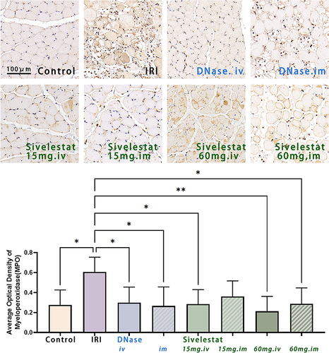 Figure 4 Myeloperoxidase (MPO) levels 24 h after ischemia-reperfusion injury in rat hindlimb muscles. MPO decreased after administration of DNAse-I or sivelestat. n=5, data are expressed as mean ± standard deviation, *P < 0.05, **P < 0.01. Scale bar = 100 μm.