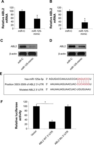Figure 4 miR-125a-5p regulates ABL2 in cervical carcinoma.