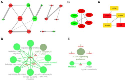 Figure 6 The PPI network analysis and identification of hub genes. (A) PPI network of the DEGs. The sizes of the edges and nodes represent the degree, which is the bigger size representing the higher degree. The green node represents downregulated gene and the red represents upregulated. (B) The first module of the PPI network. The green node represents downregulated gene and the red represents upregulated. (C) 5 hub genes were identified through the cytoHubba plug-in. (D) The biological process of hub genes through ClueGO plug-in. (E) Signaling pathways of hub genes through ClueGO plug-in.