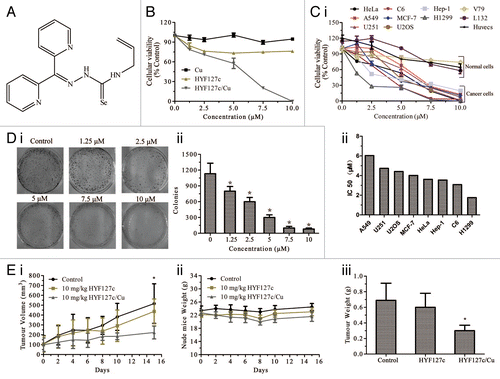 Figure 1. HYF127c/Cu induces cancer cell death and inhibits tumor growth in vivo. (A) The molecular structure of HYF127c (4-allyl-3-selenosemicarbazide). (B) Effect of HYF127c/Cu on the survival of HeLa cells. HeLa cells were exposed for 12 h to different concentrations of HYF127c, CuCl2, or HYF127c/Cu. Cell viability was determined by MTT assay and expressed as the percentage of survival cells. (C) Effect of HYF127c/Cu on the survival of cancer cells and normal cells. (i) Cellular viability of cancer cells and normal cells treated with different concentrations of HYF127c/Cu for 12 h. Each sample was measured in triplicate. (ii) IC50 of HYF127c/Cu in cancer cells. (D) Effect of HYF127c/Cu on the formation of colonies in HeLa cells. (i) Representative images of colonies treated with different concentrations of HYF127c/Cu. (ii) Statistics of the formation of colonies in HeLa cells treated with different concentrations of HYF127c/Cu (n = 3, *P < 0.05). (E) (i) Effect of HYF127c/Cu on tumor volume in human tumor xenografts. (ii) Effect of HYF127c/Cu on the weights of human tumor xenografts. (iii) Effect of HYF127c/Cu on tumor weight in human tumor xenografts (n = 8, *P < 0.05).