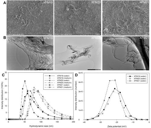 Figure 1 The characteristics of pristine MWCNTs (code XFM19), carboxylated MWCNTs (code XFM21) and hydroxylated MWCNTs (code XFM20). (A) SEM images; (B) TEM images; (C) the distribution of hydrodynamic size; and (D) the distribution of zeta potential.