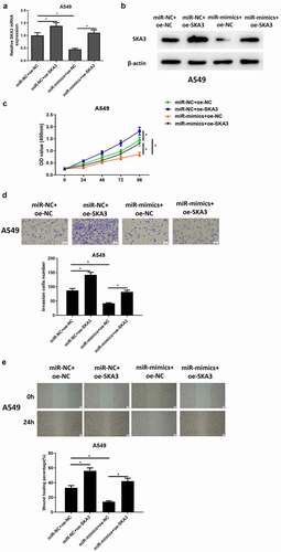 Figure 5. MiR-133b suppresses the proliferation, migration and invasion of LUAD cells through targeting SKA3