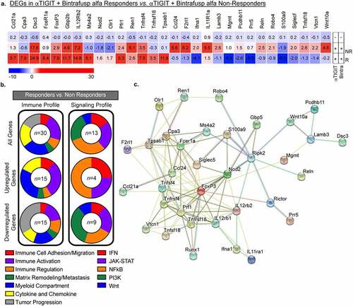 Figure 8. Differentially expressed genes between Responders and Non-Responders. (a) Heatmap of differentially expressed genes in tumors taken from animals treated with αTIGIT + bintrafusp alfa Non-Responders (n = 5), αTIGIT + bintrafusp alfa Responders (n = 3) in comparison to untreated animals (n = 5) as identified by the NanoString nCounter® PanCancer Pathways Panel. Mean fold change values are within each cell. This list represents DEGs from Responders that are statistically significant from untreated animals and Responders versus Non-Responders. (b) Graphical summary of function of DEGs (Left column – immune profile, right column – signaling profile) between Responders and Non-Responders. All genes are in the top row, upregulated genes in the middle row and downregulated genes are in the bottom row. Numbers in the middle of the pie charts indicate the number of differentially expressed genes. (c) STRING network of protein–protein interactions of DEGs between Responders and Non-Responders identified by NanoString.