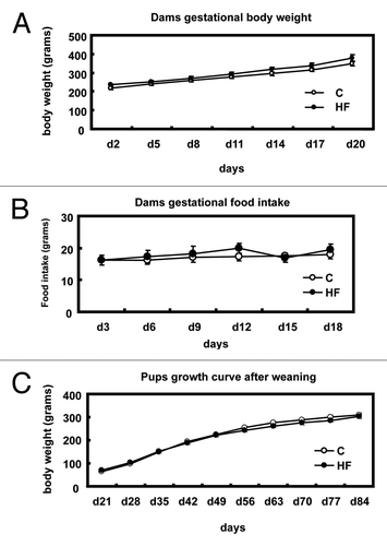Figure 1 Maternal food intake and offspring body weight. (A) Gestational growth curve for (C) and high-fat (HF) fed dams. (B) Food intake for (C) and high-fat (HF) fed dams. (C) Growth curve after weaning for offspring of (C) and high-fat (HF) fed dams. The values are presented as the mean ± SEM.