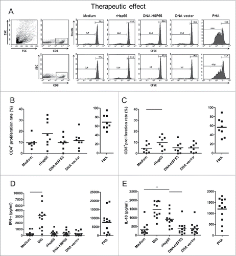 Figure 5. TB patients cell proliferation response and cytokine secretion after Hsp65 antigen stimulation. PBMC cultures from untreated and treated TB patients were performed as described in Figure 4. (A) Representative FACS plot of cells gated as lymphocytes by FSC and SSC and dot plots for CD4+ or CD8+ cells were analyzed. Histograms show proliferation rate after different stimulus. (B) CD4+ cell proliferation rate. (C) CD8+ cell proliferation rate. (D) IFN-γ secretion. (E) IL-10 secretion. Horizontal lines represent the mean value of 8 to 12 untreated patients. *p < 0.05 compare with all stimulus. Bars p < 0.05 compare with linked stimulus.