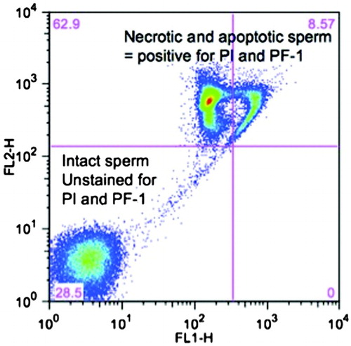 Figure 1.  Bivariate plot of flow cytometry based sperm analysis following staining with propidium iodide (PI) and a proprietary fluorchrome (PF-1). The combination of two fluorochromes enables the separation of necrotic and apoptotic sperm (PI(+) and PF-1(+)) sperm from intact ‘normal’ sperm (PF-1(-)). Logarithmic scale transformation on the X and Y axis depicts signal intensity of PF-1 (X-axis) and PI (Y-axis). FL1-H: detection channel with 488 nm excitation and 530/30 nm filter; FL2-H: detection channel for PI.
