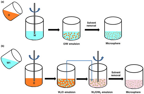 Figure 2. Schematic of PLGA microspheres prepared via (a) single emulsion and (b) double emulsion.