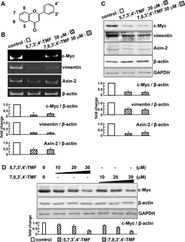 Figure 1. 5,7,3′,4′-TMF or 7,8,3′,4′-TMF inhibits the target genes of Wnt/β-catenin signaling. (A) C6-C3-C6 skeleton of polymethoxyflavones. (B) mRNA levels of Wnt/β-catenin target genes, c-Myc, vimentin, and Axin2, were detected by RT-PCR. (C) Protein levels of c-Myc, vimentin, and Axin2. (D) Concentration-dependent effects of TMFs on protein levels of c-Myc and the internal standard, β-actin. Cell lysates were subjected to western blotting using the indicated antibodies. Results are normalized to β-actin mRNA or protein expression and presented as fold-change relative to the control. The results are representative of five independent experiments. These results are represented as the mean ± SE and are presented in a bar graph below the image. Statistical analyses of the images using the ImageJ software indicate that TMFs suppress the transcription and expression of c-Myc, vimentin, and Axin2.