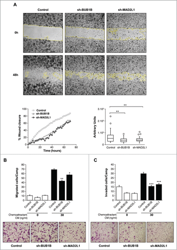 Figure 3. Silencing of Mad2 and Bub1B reduces migration and invasion in MKN45 cells. (A) Representative images of the first (0 h) and last picture (48 h) of control MKN45, sh-Mad2L1 and sh-BUB1B cells taken during the wound healing experiment. Images were taken at 10× magnification, every 2 h for 48 h. The yellow line represents the wound border. Left panel: The graph shows the percentage of wound closure over the study time using the ImageJ program. Right panel: Assessment of speed variations within the interfered cell lines and the control. The table shows the average speed for each line. The experiment was performed twice, and statistical differences were assessed by one-way ANOVA (* P < 0.05, ** P < 0.005, *** P < 0.001). (B) Transwell migration assay. The graph shows the quantification of stained migratory cells using the transwell assay without chemoattractant (basal migration control) and 30 ng/ml chemoattractant presence at 24 h. Representative photographs of stained cells attached to the bottom membrane of a transwell at the bottom. Statistical differences were assessed by a one-way ANOVA (* P < 0.05, ** P < 0.005, *** P < 0.001) (C) Transwell invasion assay. Graph shows the quantification of stained invading cells using the transwell assay with 6 μg of Matrigel, without chemoattractant (basal invading control) and 30 ng/ml chemoattractant presence at 24 h. Representative photographs of stained cells attached to the bottom membrane of a transwell at the bottom. Statistical differences were assessed by one-way ANOVA (* P < 0.05, ** P < 0.005, *** P < 0.001