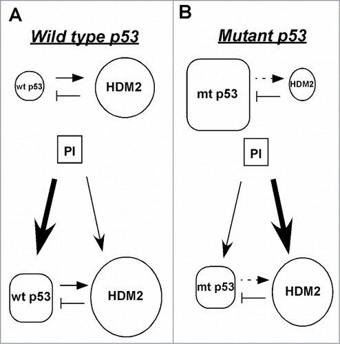 Figure 5. Model of the HDM2-mediated suppression of mutant p53 after treatment with proteasome inhibitors. (A) The basal level of wild-type p53 is low because HDM2, its transcriptional target and negative regulator marks it for proteasomal degradation. After treatment with proteasome inhibitors both wild-type p53 and HDM2 are stabilized. Though HDM2 continues to degrade wild-type p53, but its overall level increases because its degradation by HDM2 is overridden by its stabilization by proteasome inhibitors. (B) The basal level of mutant p53 is high because it cannot transactivate its negative regulator HDM2. Following proteasome inhibitor treatment both mutant p53 and HDM2 are stabilized, but the overall level of mutant p53 decreases because the increased amount of HDM2 efficiently targets it for degradation, thus its stabilization by proteasome inhibitors is overridden by its HDM2-mediated degradation.