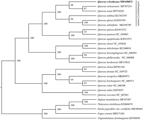 Figure 1. The maximum likelihood (ML) phylogenetic tree of Quercus.schottkyana and 25 relative species were reconstructed by IQ-TREE based on complete chloroplast genome sequences. The bootstrap support value is labeled for each node.