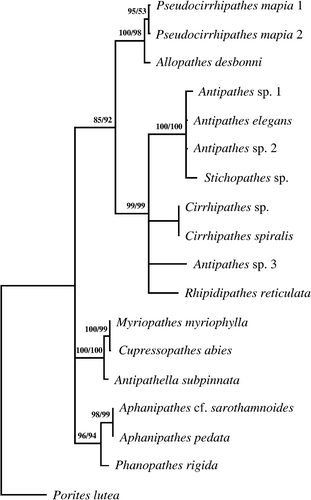 Figure 6 Phylogenetic tree. Consensus tree obtained by maximum parsimony (length 673; CI 0.792; RI 0.793) and maximum likelihood for 16 antipatharian species based on alignment (1.030 positions long and containing 206 parsimony informative sites) of internal transcribed spacer rDNA sequences. Numbers along the branches represent bootstrap estimates: MP value (left) and ML value (right).