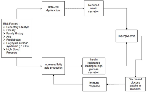 Figure 1 Flow diagram - T2DM: T2DM is attributed to multiple risk factors, as mentioned above. These factors can cause beta-cell dysfunction over a period of time. Low capacity or dysfunction of the beta cells reduces insulin secretion by the pancreas, which in turn causes hyperglycemia. These risk factors can also lead to increased fatty acid production by the liver, which causes high amounts of glucose secretion to form in the liver. Increased glucose secretion reduces the function of insulin and leads to insulin resistance. Hyperglycaemia leads to low amounts of glucose absorbed by the muscles and causes an immune response. This damages the liver further and increases insulin resistance.