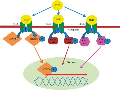 Figure 1. HGF signalling. Notes: After activation, HGF binds to its receptor c-MET. Autophosphorylation of c-MET induces multiple intra-cellular pathways (STAT3, PKB/Akt, and ERK1/2). HGF: hepatocyte growth factor; c-MET, c-MET tyrosine kinase receptor; STAT3, signal transducer and activator of transcription 3; PKB, protein kinase B; ERK, one of the MAP (mitogen activated protein) kinases.