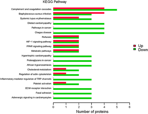 Figure 4 Kyoto Encyclopedia of Genes and Genomes (KEGG) pathway annotation. KEGG signaling pathways were identified in differentially expressed proteins (DEPs). Abscissa represents the number of DEPs; ordinate, KEGG pathways associated with the DEPs; green bars, upregulated pathways; and red bars, downregulated pathways.