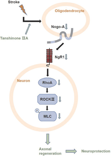 Figure 8 Schematic diagram of tanshinone IIA promoting axonal regeneration and neuroprotective effect on focal cerebral ischemia in rats by inhibiting the Nogo-A/NgR1/RhoA/ROCKII/MLC signaling pathway.