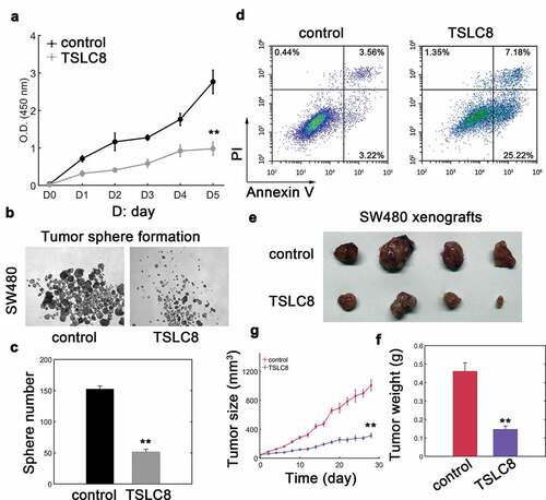 Figure 2. Ectopic expression of TSLC8 inhibits malignancy of CRC cells. (a) Cell viability of SW480 cells transfected with lentiviral control (control) or lentiviral vector containing TSLC8 (TSLC8). D stands for day. N = 3 for each time point. (b) Tumor sphere formation assay for SW480 cells with or without TSLC8 overexpression. (c) The quantification for (B). Triplicate results were shown. (d) Flow cytometry to detect apoptosis for SW480 cells transfected with a lentiviral control (control) or a vector with TSLC8 (TSLC8). (e) Representative tumor images for SW480 xenografts transfected with the lentiviral control or TSLC8 overexpressing vector. (f) Quantification results for (E). N = 6. (g) Dynamic tumor growth of SW480 xenografts with or without TSLC8 overexpression for 28 days. N = 6. **: P < 0.01