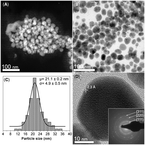 Figure 1. Morphological and crystalline characterization of the synthesized CMC-AgNPs composite. (A) A HAADF-STEM image showing several nanoparticles (brighter zones) that are grouped in the CMC matrix (darker background). (B) A BF image where the quasi-spherical morphology of the nanoparticles can be observed. (C) Particle size distribution of the composite. (D) The nanoparticles display a regular atomic arrangement that is congruent with that reported for family planes {111} of silver crystalline structure, having a regular spacing of 2.3 Å (JCPDS: 04–0783). SAED pattern obtained from the zone shown in B confirms the crystalline structure of the nanoparticles (inset Figure 1D).
